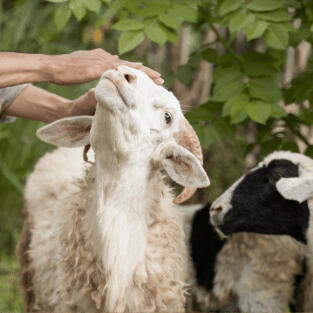 Harga kambing murah dan berkualitas, siap antar ke rumah untuk aqiqah dan kurban di Penajam Paser Utara