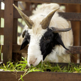 Kambing sehat dan siap untuk kurban atau aqiqah, dengan harga murah dan pengiriman cepat di Penajam Paser Utara